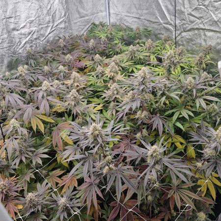 Blue dream pheno hunt