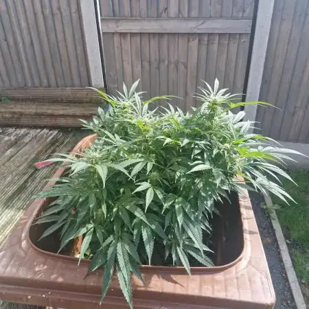 The outdoor cheese