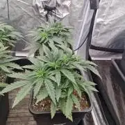Stardawg pheno hunt
