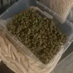 Blue cheese indoor