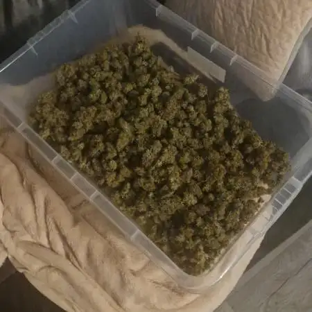 Blue cheese indoor