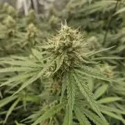 Stardawg pheno hunt