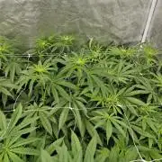 Blue dream pheno hunt