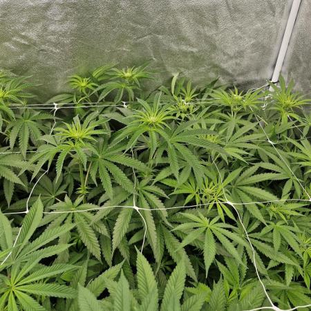 Blue dream pheno hunt