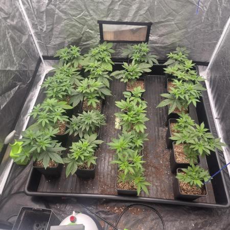 Purple stardawg and mendo breath