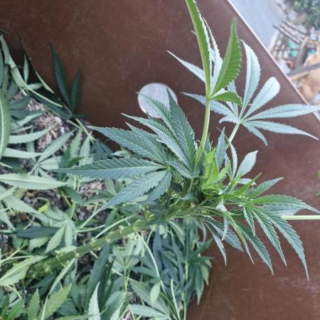 The outdoor cheese