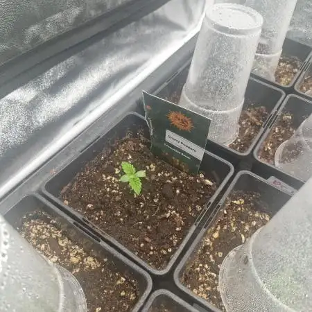 Cherry poppers pheno hunt