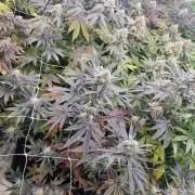Cherry poppers pheno hunt