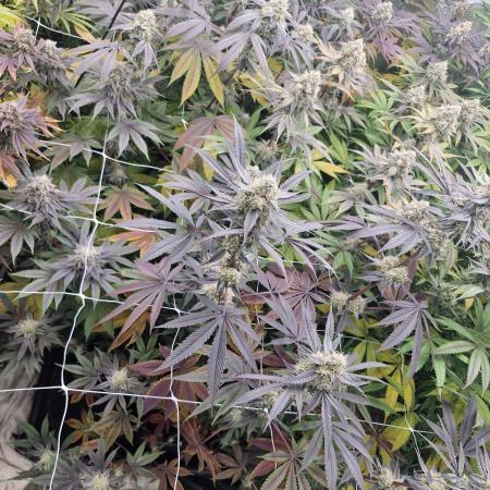 Cherry poppers pheno hunt