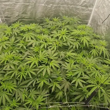 Stardawg