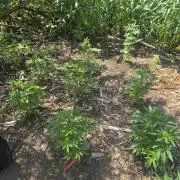 Gorilla grow