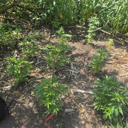 Gorilla grow