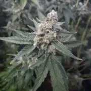 Purple stardawg and mendo breath