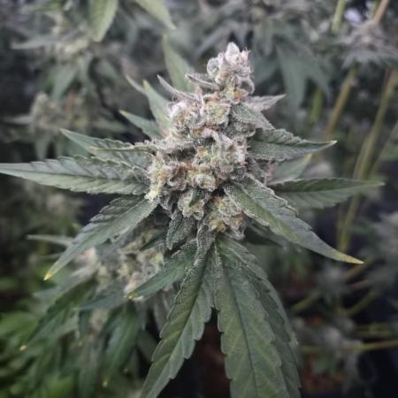 Purple stardawg and mendo breath