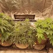 Old seeds, new buds
