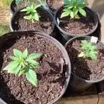 Kritkl's Outdoor 2025 Grow