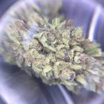 Ben Franklin’s Fast Buds 