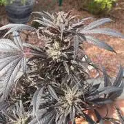 Blueberry Winter Sun Grown 