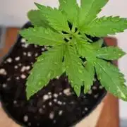 Gorilla Cookies FF - Outdoor 2026