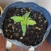 BIG BANG  divine seeds - Outdoor2026