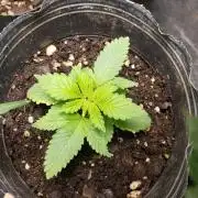 Permanent Bluez indoor