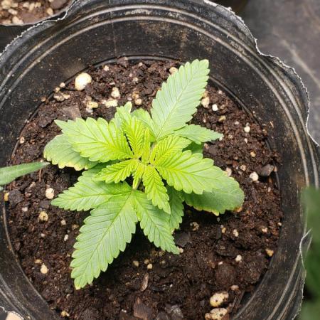 Permanent Bluez indoor