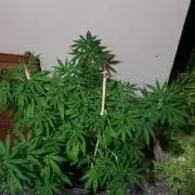 laughing budda Regular 25/26 - Outdoor
