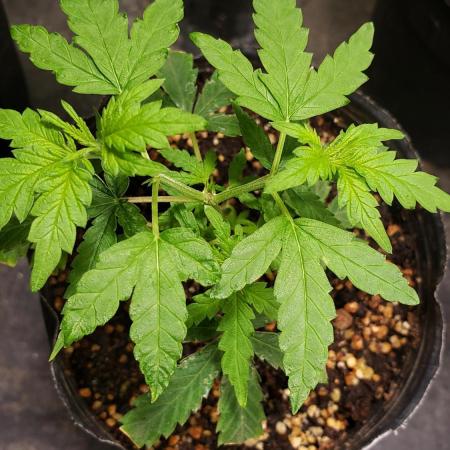 Seed Regular exterior 25/26