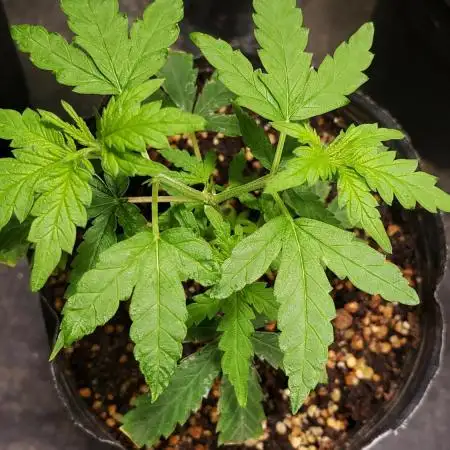 Seed Regular exterior 25/26