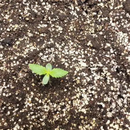 Auto Black Opium - Indoor 2025