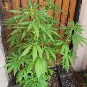 laughing budda Regular 25/26 - Outdoor