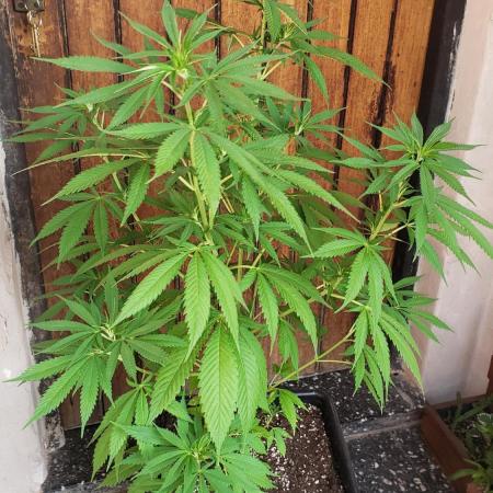 laughing budda Regular 25/26 - Outdoor