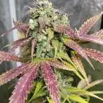 Auto Divine Rapier - indoor 2025