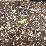 Strawberry Gorila Auto - indoor 2025
