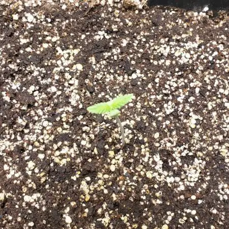 Strawberry Gorila Auto - indoor 2025