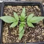 Strawberry Gorila Auto - indoor 2025