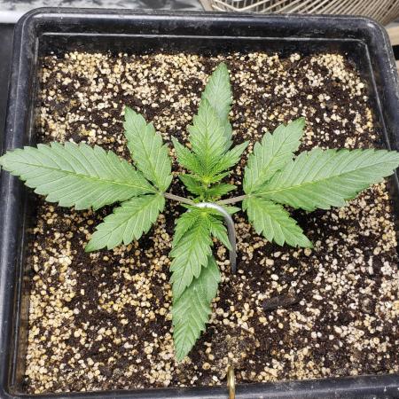 Strawberry Gorila Auto - indoor 2025