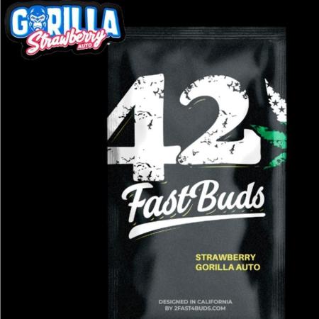 Strawberry Gorila Auto - indoor 2025