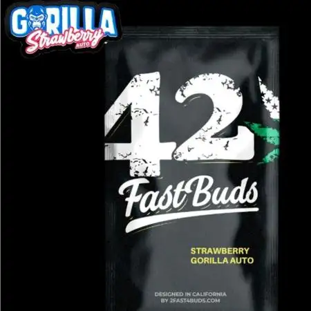 Strawberry Gorila Auto - indoor 2025
