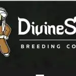 Auto Divine Rapier - indoor 2025