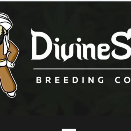Auto Divine Rapier - indoor 2025