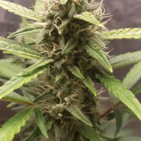 Strawberry Gorila Auto - indoor 2025
