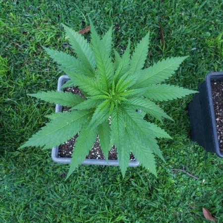 BIG BANG  divine seeds - Outdoor2026