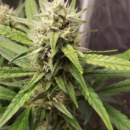 Strawberry Gorila Auto - indoor 2025