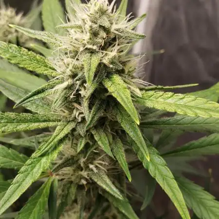 Strawberry Gorila Auto - indoor 2025