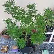 laughing budda Regular 25/26 - Outdoor