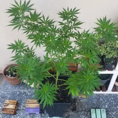 laughing budda Regular 25/26 - Outdoor