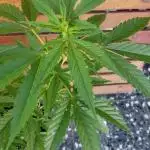 Seed Regular exterior 25/26