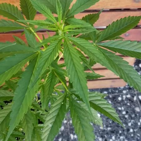 Seed Regular exterior 25/26