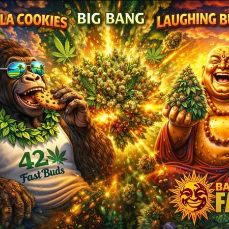 Gorilla🦍 Cookies🍪 FF - indoor